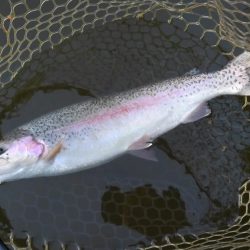 大安トラウトレイク 釣果